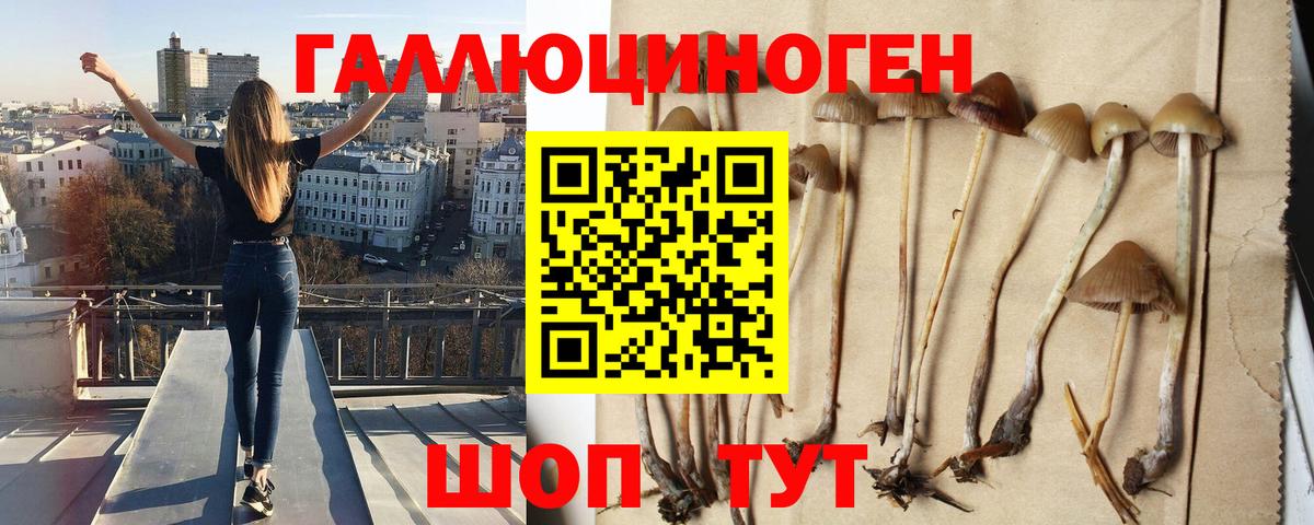 Ливны  Псилоцибиновые грибы Psilocybe  Вход с VPN  Галлюциногенные грибы Psilocybe 